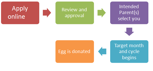 Egg Donor Process New York